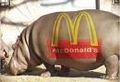 Mc , des worn hoit nu Zeitn 51711322