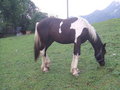 Der Reitverein ......... 14806112