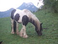 Der Reitverein ......... 14806124