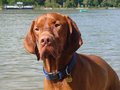 vizsla - Fotoalbum