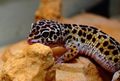 Mein Gecko "Gonzzo" ;) 50786896