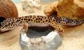 Mein Gecko "Gonzzo" ;) 50786957