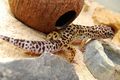 Mein Gecko "Gonzzo" ;) 50787050