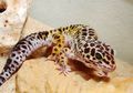 Mein Gecko "Gonzzo" ;) 50787067