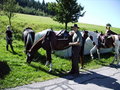 unsare Pferd 14919982