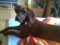 Rocky 35543766