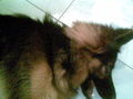 My Dog  42433979