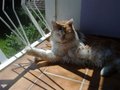 Romeo - mon chat est mort! 18869571