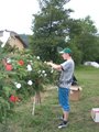 Maibaum zruckbringa Oberthal 3.6.07 21110341