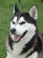 Zum andenken an meinen Husky Nanuk 30910788