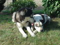 Zum andenken an meinen Husky Nanuk 38329162