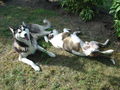 Zum andenken an meinen Husky Nanuk 38329167