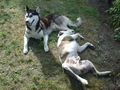 Zum andenken an meinen Husky Nanuk 38329170