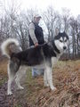 Zum andenken an meinen Husky Nanuk 40186633