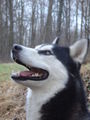 Zum andenken an meinen Husky Nanuk 40186644