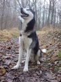 Zum andenken an meinen Husky Nanuk 40186957