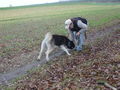 Zum andenken an meinen Husky Nanuk 40186967