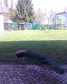 Tierpark Altenfelden 57642081