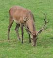 4.9.2005 - Ausflug-Wildpark Grünau 1929435