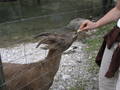 4.9.2005 - Ausflug-Wildpark Grünau 1929447