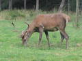 4.9.2005 - Ausflug-Wildpark Grünau 1929451