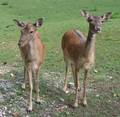 4.9.2005 - Ausflug-Wildpark Grünau 1929465