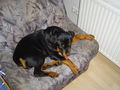 mein hund den ich hatte (shila) 53312806