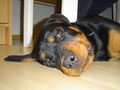 mein hund den ich hatte (shila) 53312833