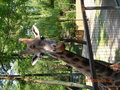 tierpark 21620124