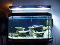 Mein Meerwasser Aquarium 15603324