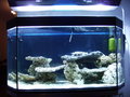 Mein Meerwasser Aquarium 15603439