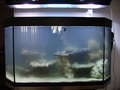 Mein Meerwasser Aquarium 16138648