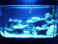 Mein Meerwasser Aquarium 16138846