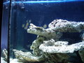 Mein Meerwasser Aquarium 16139324