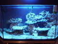 Mein Meerwasser Aquarium 16315916