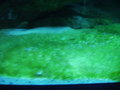 Mein Meerwasser Aquarium 16616483