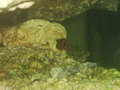 Mein Meerwasser Aquarium 16875554