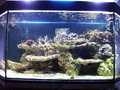 Mein Meerwasser Aquarium 17733187