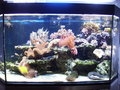 Mein Meerwasser Aquarium 24140412