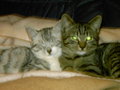 My Cats!! 25803874