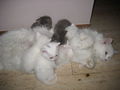 Unsere 2 kleinen Katzenbabies!!! 62312813