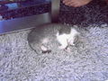 Unsere 2 kleinen Katzenbabies!!! 62314007