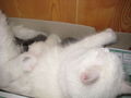 Unsere 2 kleinen Katzenbabies!!! 62314354