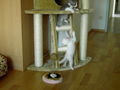 Unsere 2 kleinen Katzenbabies!!! 62385818