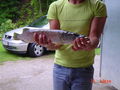 Fisch grillen im Aug.08 54541854