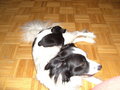 mein hund rocky 25015040