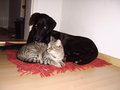 Unsere Tiere 15783872