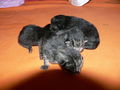 Katzenbabies 36812657