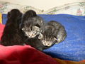 Katzenbabies 37182564