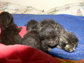 Katzenbabies 37182620